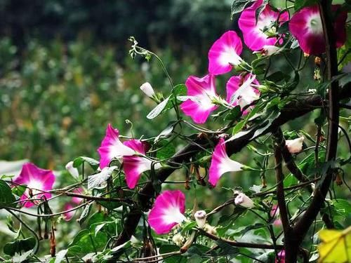 「回忆」3种草花最泼辣,农家院里年年开花,美好的童年回忆全是它
