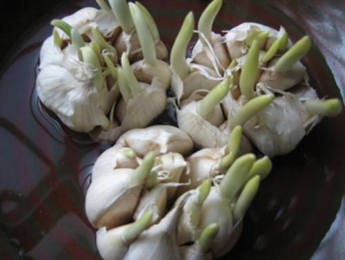  春天■宅在家里种植“蔬菜”，每隔40天采摘“一茬”，吃一春天，值！