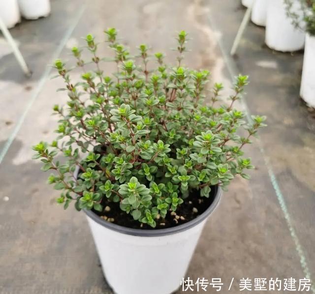 「水果鼠尾草」6种香香花，厨房客厅都能养，闻着香吃着也香，摘一把长10盆！