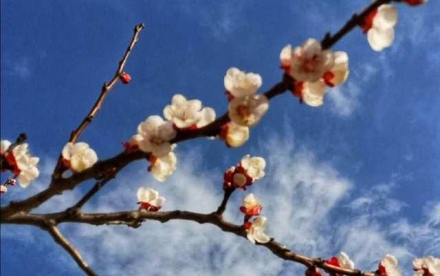  [画中游]春在枝头俏，人在画中游