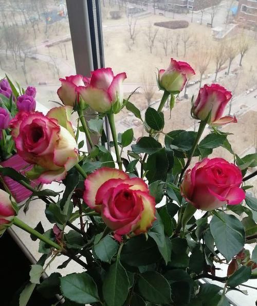 #梦露#这种花,比牡丹漂亮,比绿萝好养,一年四季开不停,比茶花强多了