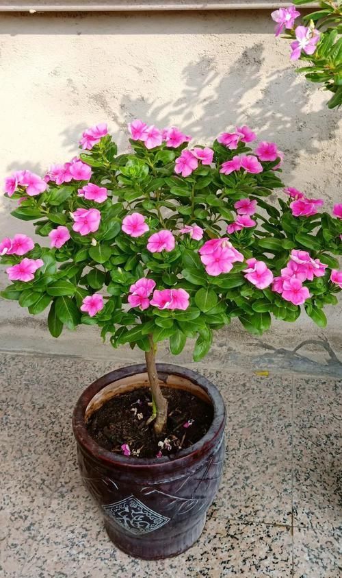  「身价」5块钱一盆的花，养1年变老桩，身价翻了上百倍！