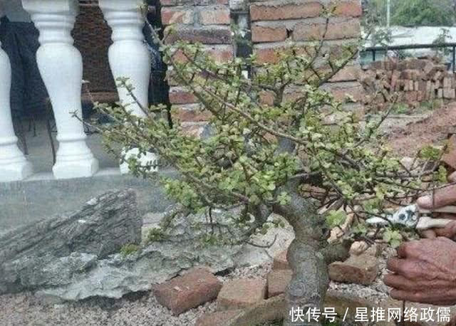  寓意■2种盆景树“名贵”，有“聚财树”的美誉，放阳台养护，寓意好！