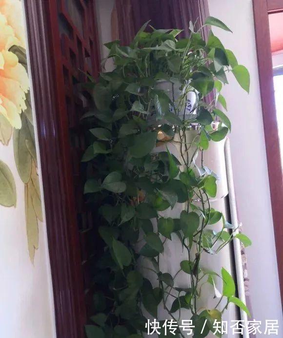  『排水良好』家里角落太单调，就养这几种植物试试吧
