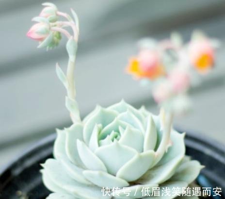  『肉肉开花必须剪掉』多肉植物开花了，怎么办肉友剪掉！