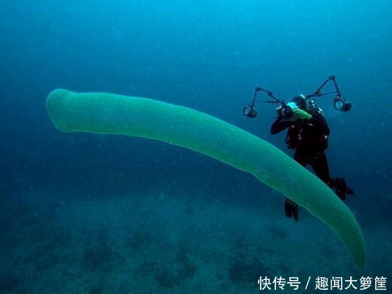 潜水者海底遇到“透明巨虫”，套在头上拍照，却不知是它？