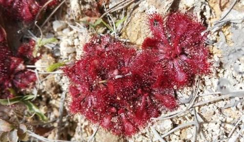  【昆虫】此物名为“茅蒿菜”，靠吃昆虫为生，是公认的“伪装杀手”