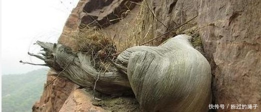 农村这工作年收入上百万，但是现在年轻人都不愿意去做，为啥