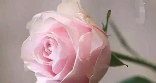  堪称：“珍品玫瑰”蝴蝶夫人，花开粉粉嫩嫩，清香扑鼻，堪称养花首选