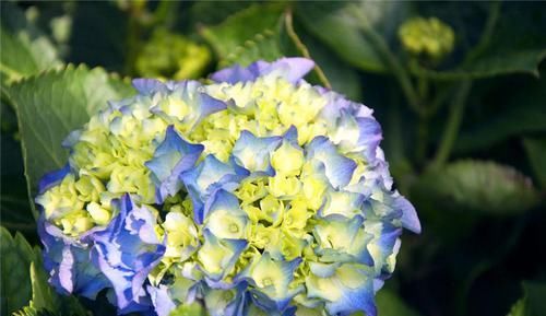  「八仙花」此花花开美丽，花朵成球状，家庭养护最适宜