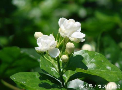  「旺盛」最适合夏天入手的4种花卉，花苞旺盛不怕晒，夏日“开花劳模”