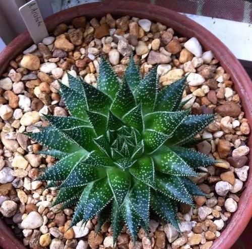 『植物』远离植物杀手,你需要这12种植物
