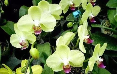  『难养』这5种花, 难养出名了, 养护要点全在这