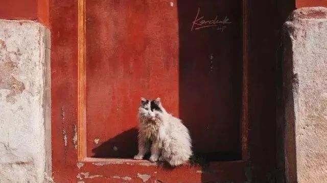 走！去故宫吸猫，181只皇家猫全都撸一遍