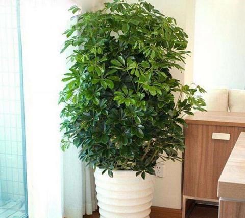  『摆在』没钱也得买3款植物，既能除尘又能抑菌，摆在家中亲人少生病
