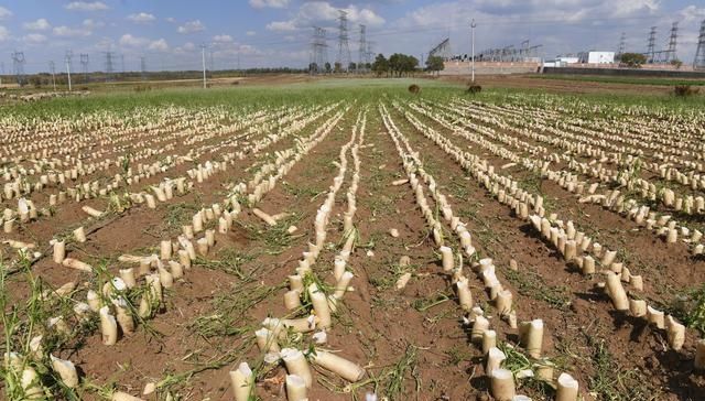  「萝卜」农产品卖不上价，200亩萝卜都喂了牛羊，农民为何不加工