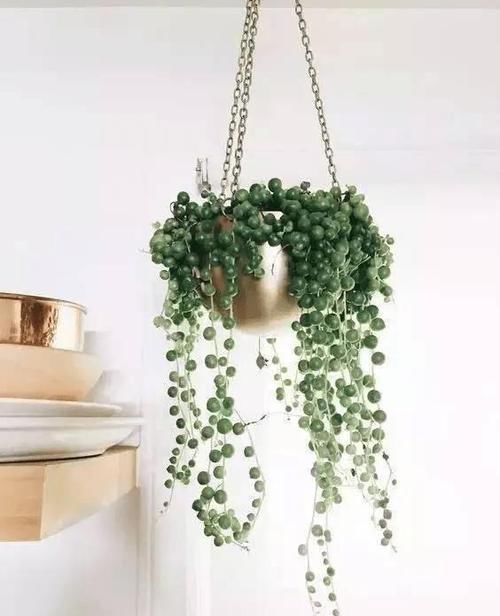 爱之蔓:这7种垂吊植物美翻了,你还在养绿萝、吊兰吗?