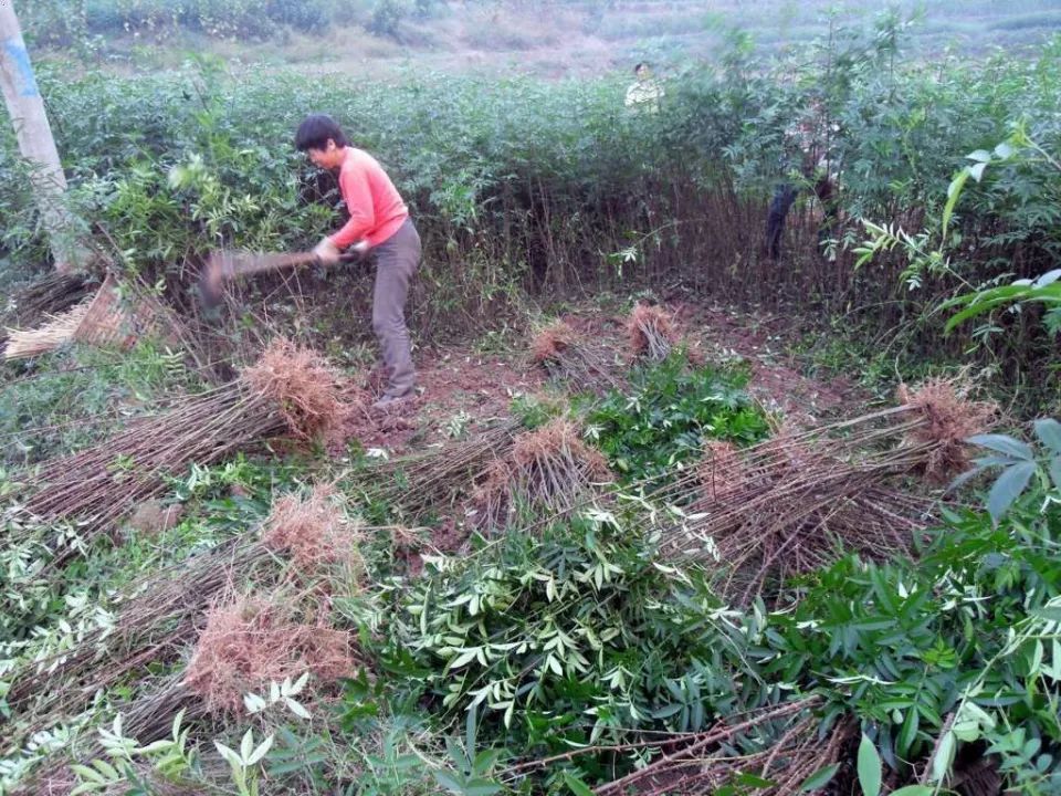 农村一种满身是刺的树，过去农民砍来当柴烧，如今却被大量种植