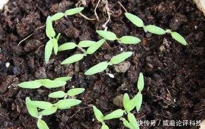 「辣椒」阳台种辣椒,掌握3个“技巧”,开花多结果多,一棵采摘3斤
