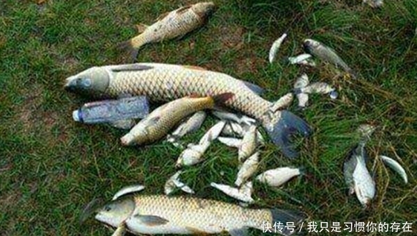  『牢记』立夏过后野钓，牢记这些变化规律，注意5钓5不钓，收获差不了！