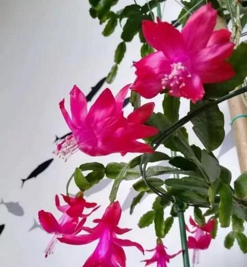  「家里」好养又好繁殖的3种花，给你一片叶子，就能把家里爆成花海