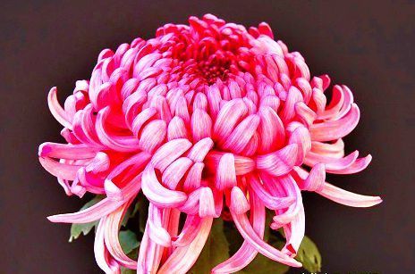  『东海』喜欢菊花，推荐养盆“菊中珍品”东海红，似莲花绣球，绚丽淡雅！