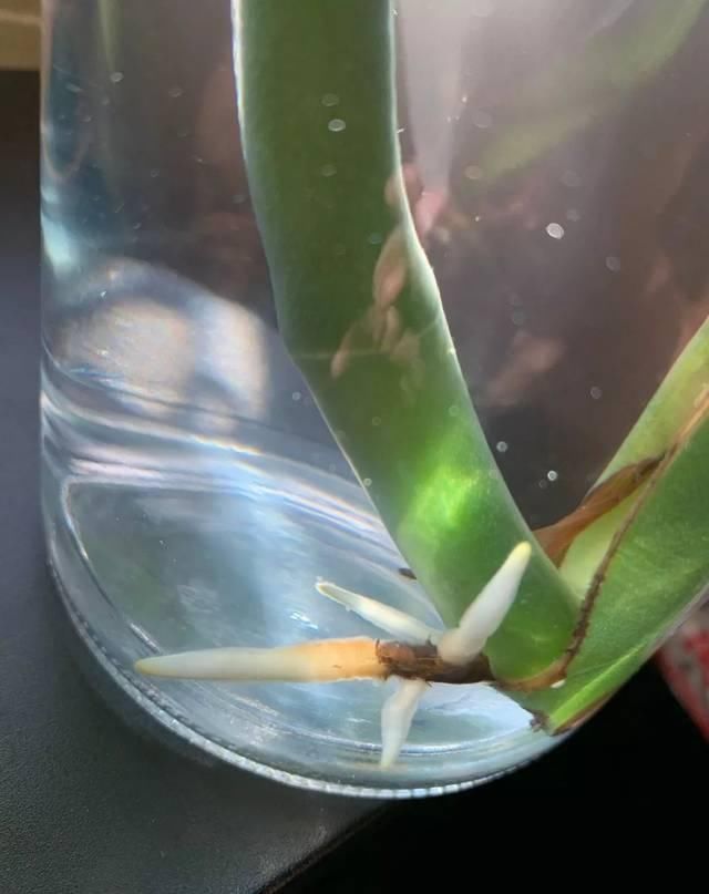  #室内#剪一段有个节点的枝条，浸泡水里就能生根，这几种植物适合室内养