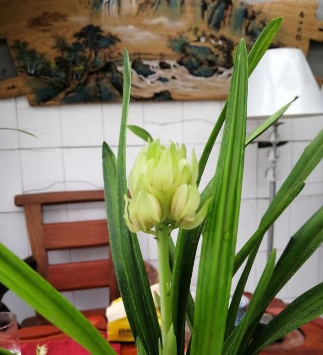  『花型』花瓣最为奇特的兰花，花开酷似宝莲灯，被众多兰花迷收藏