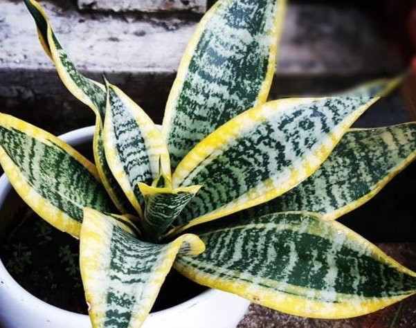 「养活」这些花朵特别好养活,生命力顽强,就是养不死花朵,适合懒人养