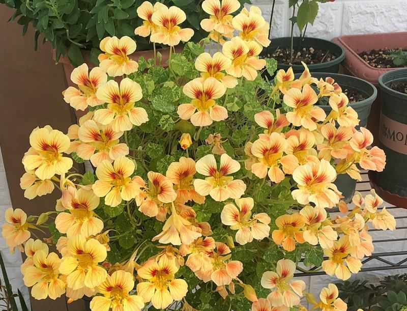  #绿萝#别养绿萝吊兰了，这种盆栽绿植，花叶俱美，四季开花，更值得拥有