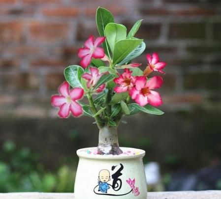  『旺盛』夏季就养这几款花，枝繁叶茂，长势旺盛开花美，丢到阳台绚丽夺目