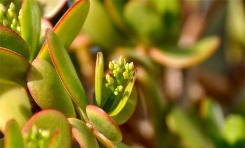  [植物]叶片肥厚的景天科植物，多肉燕子掌，怎样常年保持鲜绿？