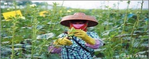  【幼苗】阳台也能种秋葵，别人一年四季吃秋葵，你还去超市买？
