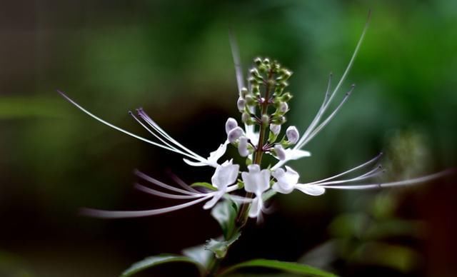  『形如』猫须草,因其形如猫的胡须而得名,长达半年花期,好养!