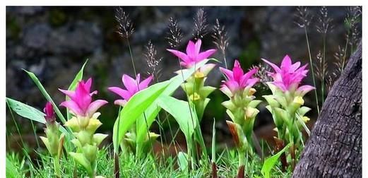「牡丹」野外1种花,姿色不输牡丹,开花有仙气,快看看你见过没?
