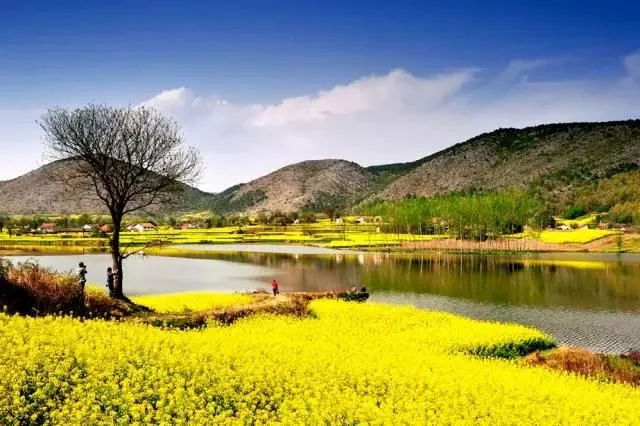 中国最美的油菜花海,油菜花逐渐“染黄”了神州大地