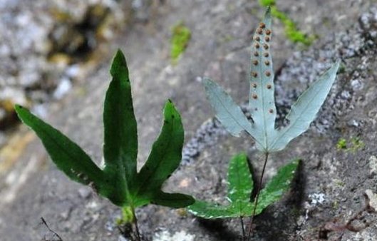  【名字】农村的一种野草，叫“金鸡脚”，有着独特的名字和惊人