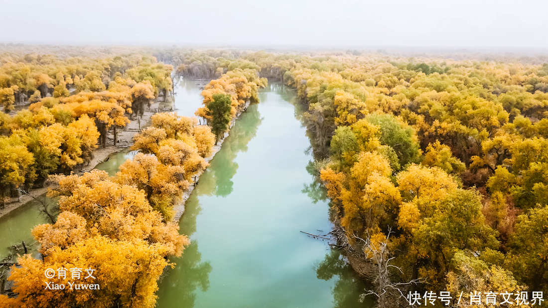 新疆胡杨最美的季节即将到来，坐上景区的小火车，仿佛穿越了时空