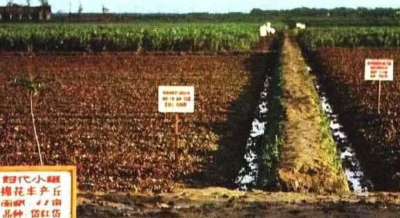 一组记录上世纪七十年代人民公社开展生产运动的珍贵老照片