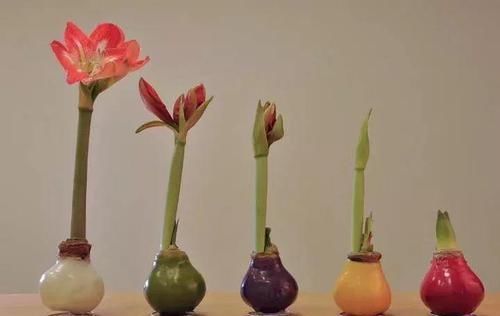  朱顶红：看见这花可别买，忍住，小心被忽悠，花钱买气受！