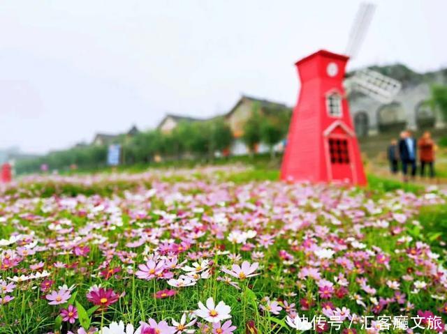 “五一”重庆慢时光，木洞10万㎡格桑花开，孤岛绿草成海！