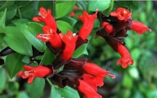  【口红花】养花就养一花多色的“康斯坦茨”，花香浓郁，多季重复开花