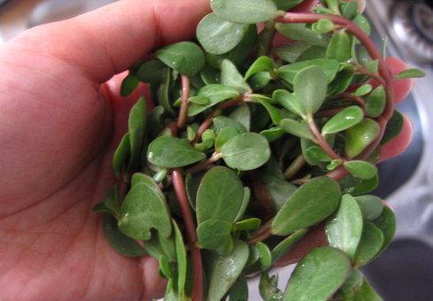 食盐和马齿苋放一起，睡前清洗脸蛋，一月斑点消失，皮肤白露羊脂