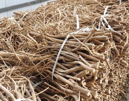 『采挖』1种野生“黄芪”根茎珍贵,以往被大量采挖,如今少见,请爱惜
