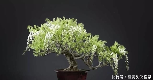  [栽种盆景]玩盆景，已成为当下追求高品质生活的一股潮流
