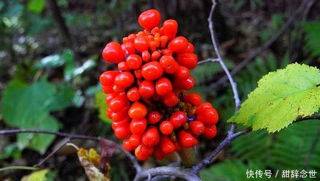  产值：农村一种野草，是农民致富好项目，现在亩产值高达30000元