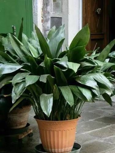  「就要」22种室内极难养死的植物，绿植就要选这些