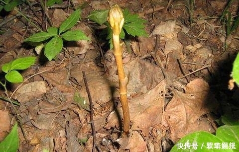  「情绪」农村老大爷上山采药,一个树干挖到一堆土豆,得知真相后情绪失控！