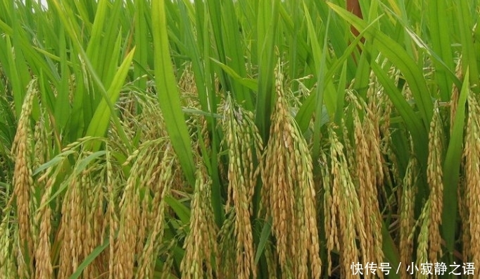 袁隆平：粮食靠进口，农民却不种地，人家不卖给我们粮食就麻烦了
