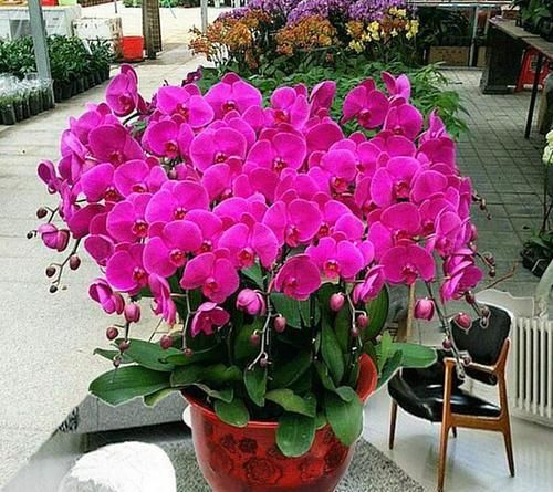  『调整』家养蝴蝶兰，“十二分细心”调整，花苞一起爆，齐刷刷，花满枝